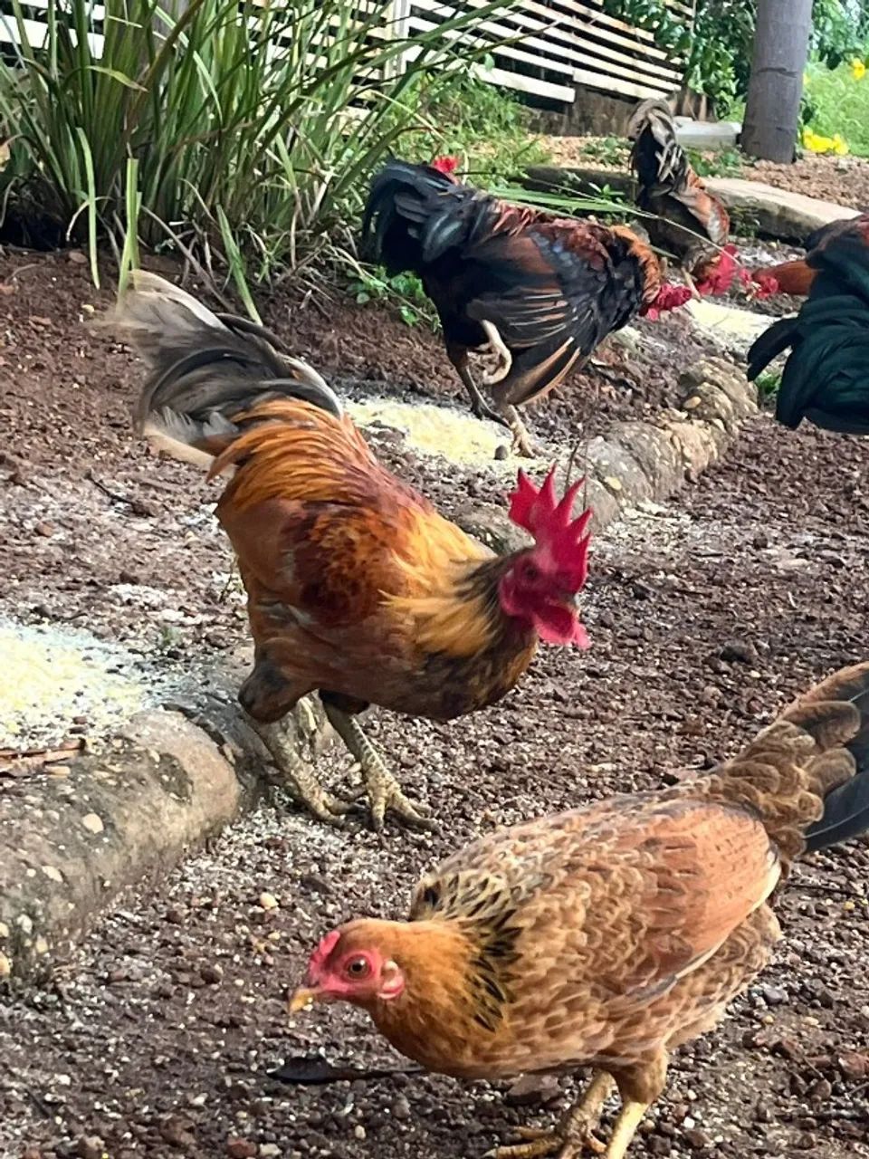 Troco criação de galos e galinhas Garnizés por material de Construção! - Foto 4