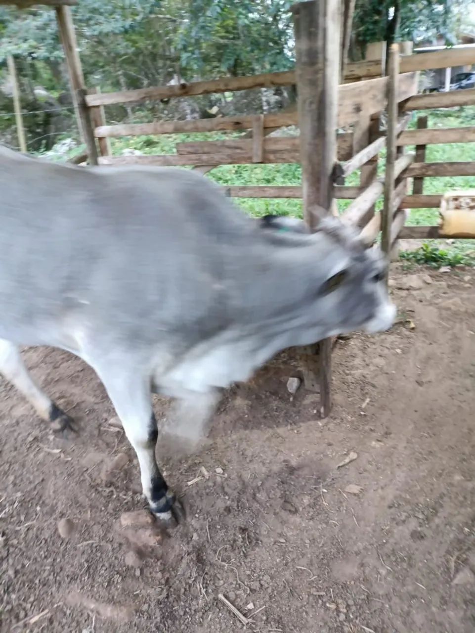 Vende-se vaca de 11 meses prenha - Foto 3