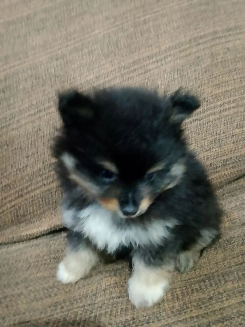 Spitz alemão macho - Foto 4