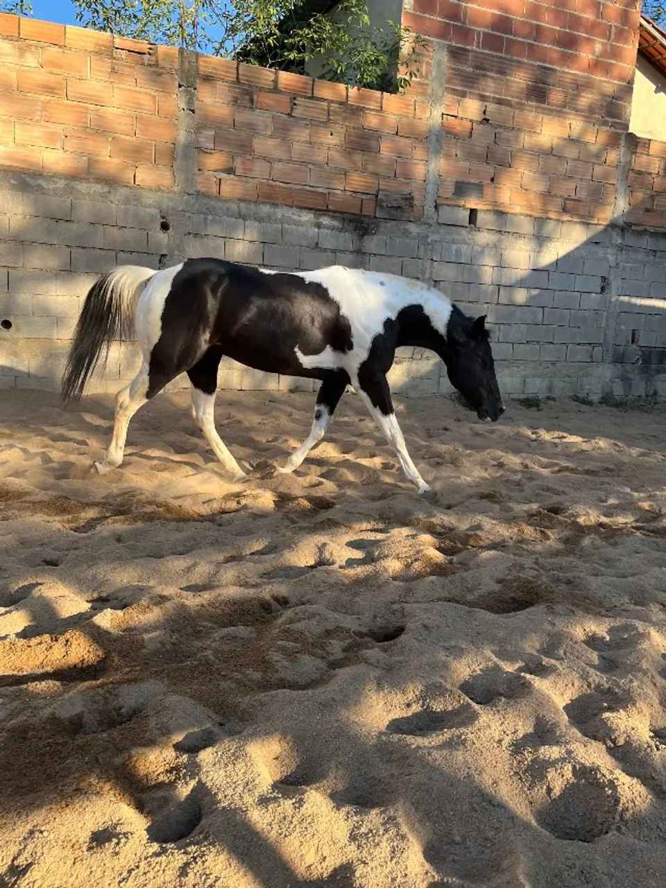 Animais  - Foto 4