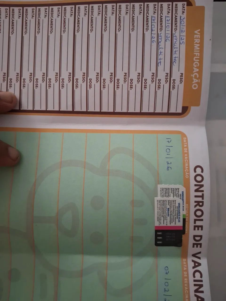 Filhotes Rottweiler vacinados e vermifugados. Tratar * - Foto 4