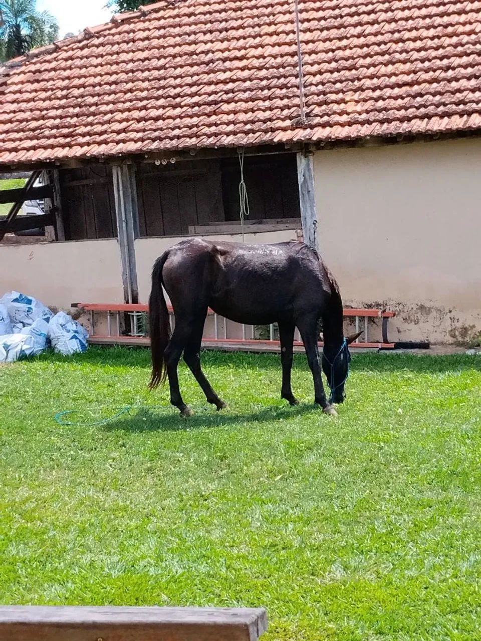 Vendo égua quarto de milha