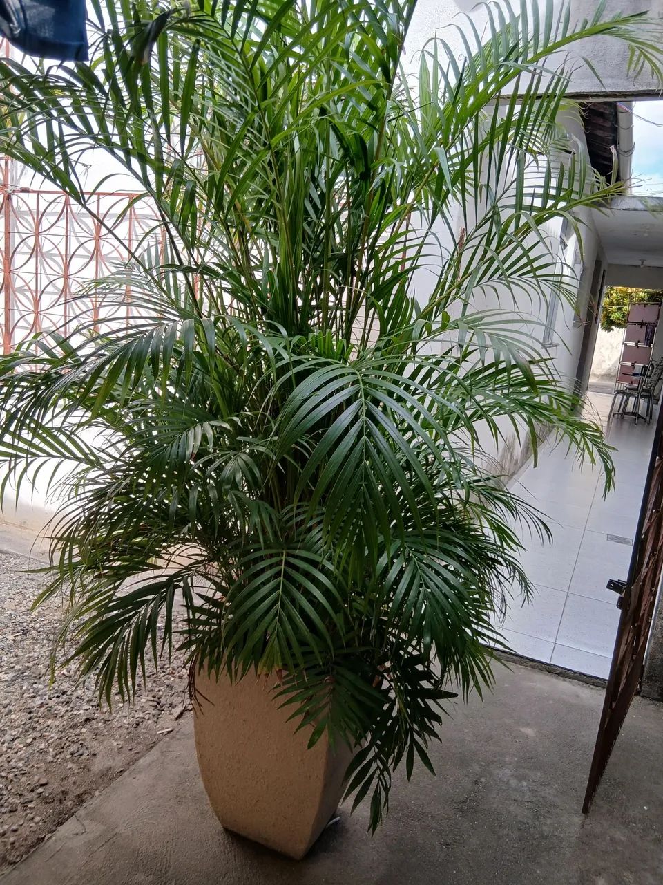 Palmeira - Foto 5
