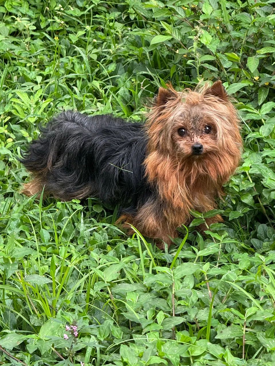Yorkshire Terrier macho 