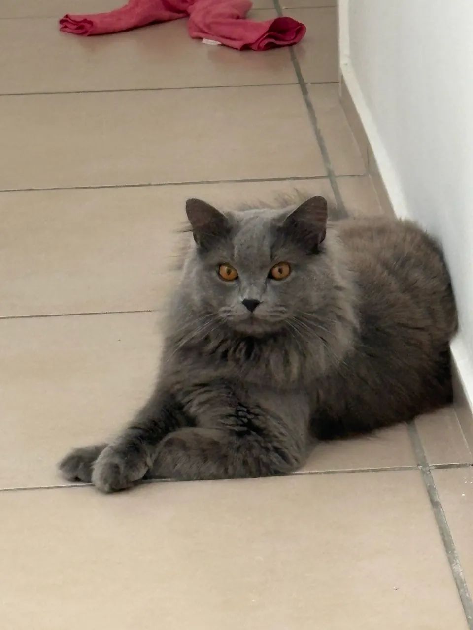 Adoção de gatinho 