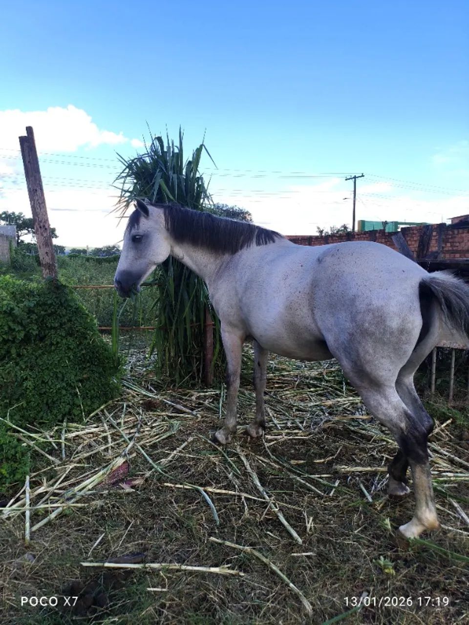 Égua  - Foto 2