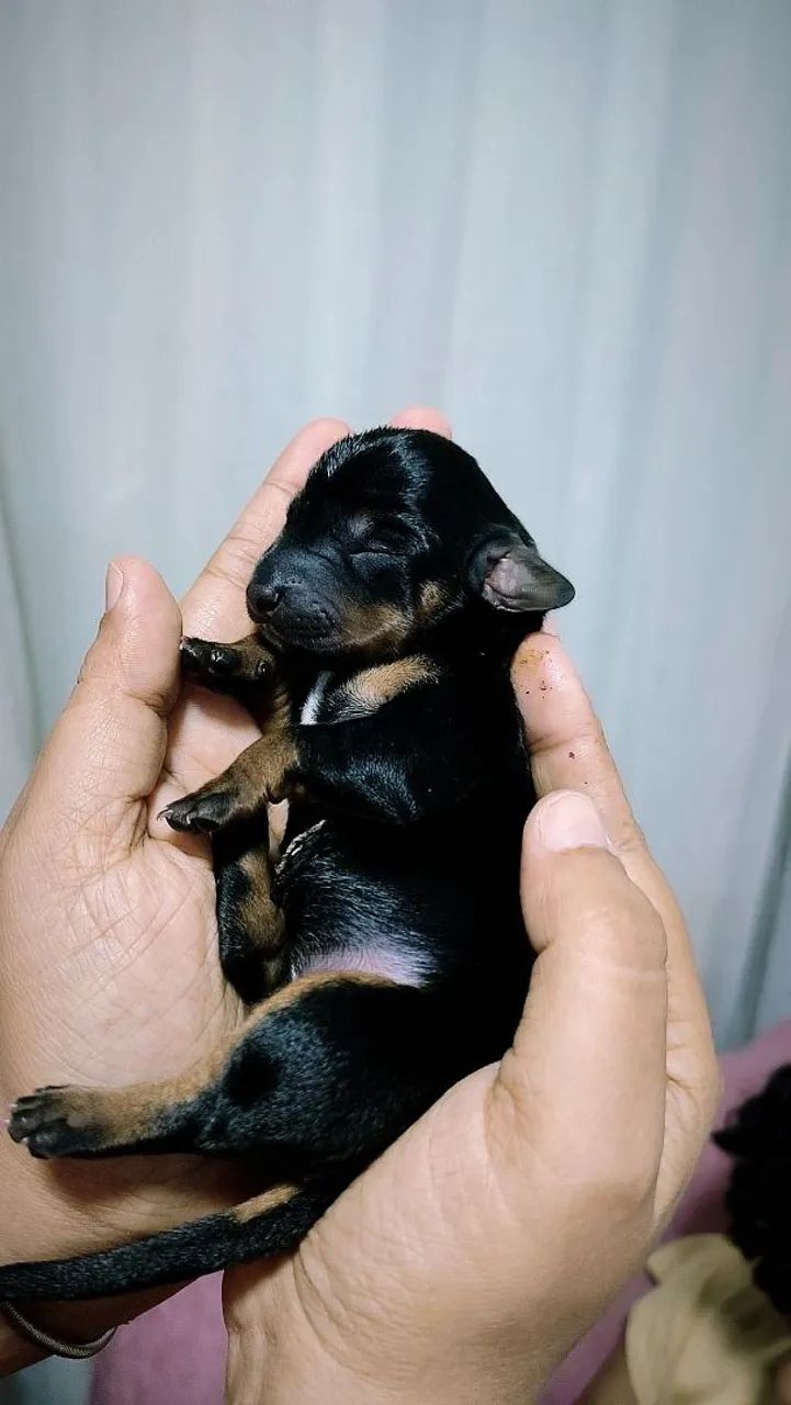 Cachorro salsicha original 