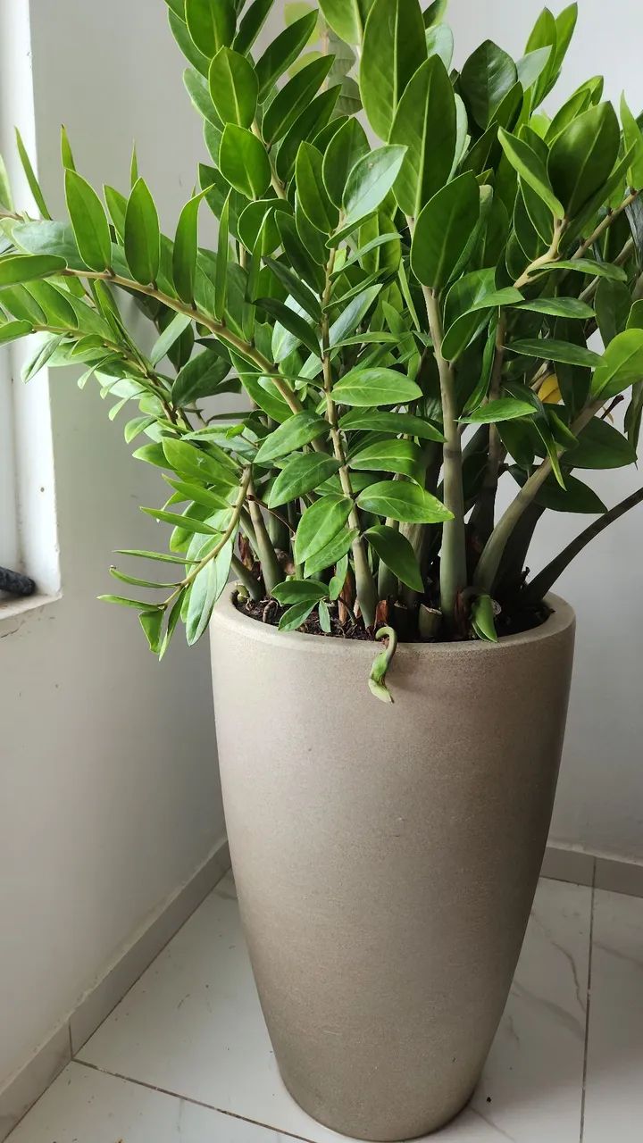 Planta zamioculca com jarro  - Foto 2