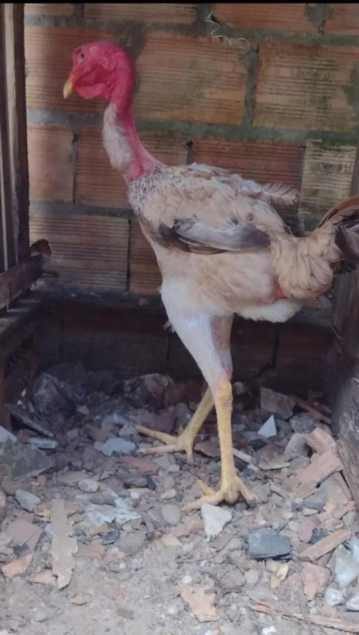 Frango  - Foto 2