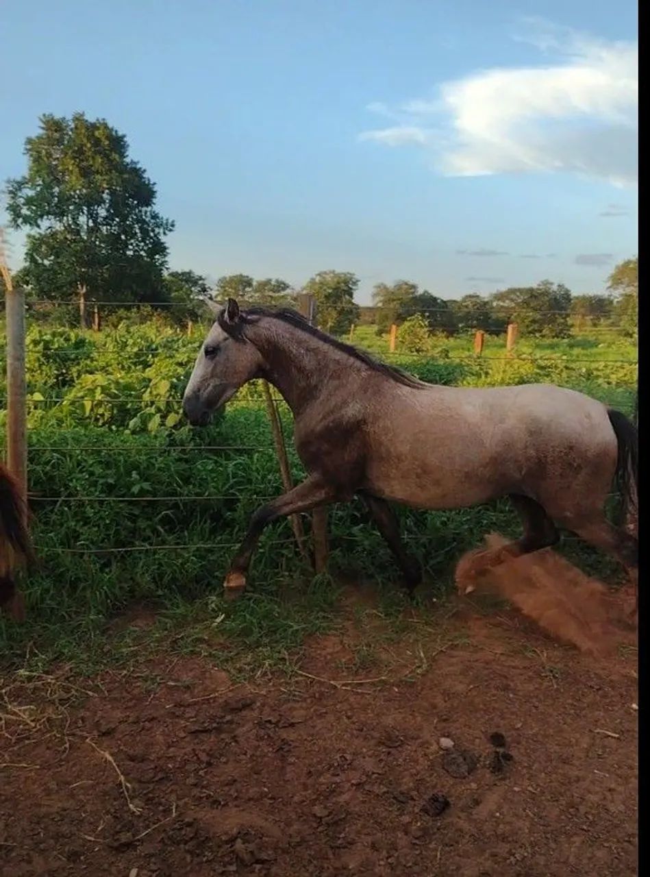 Potra mangalarga  - Foto 2