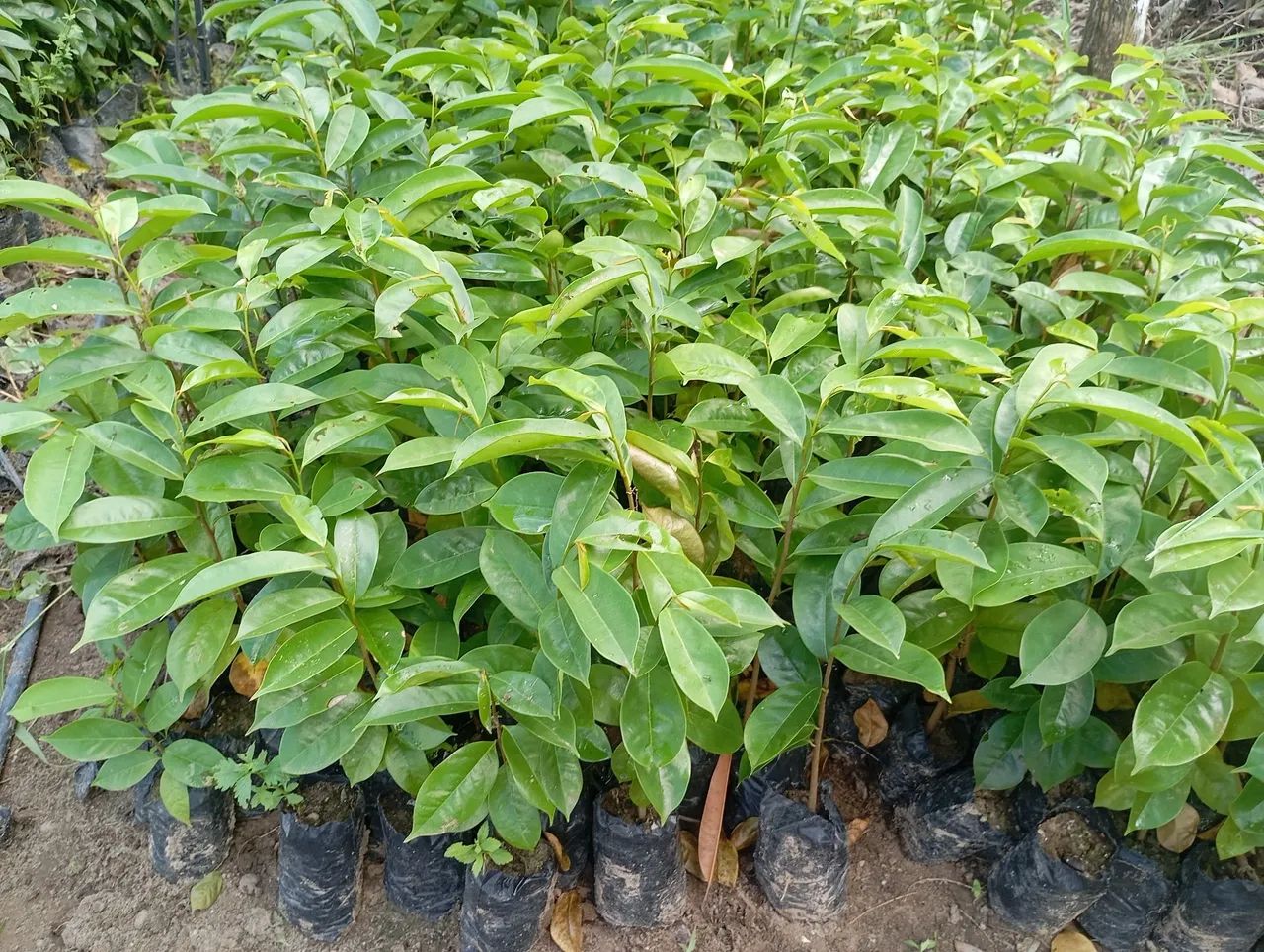 Mudas de graviola gigante  - Foto 2