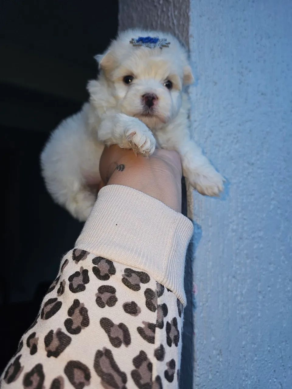 Maltês macho mini a pronta entrega  - Foto 4
