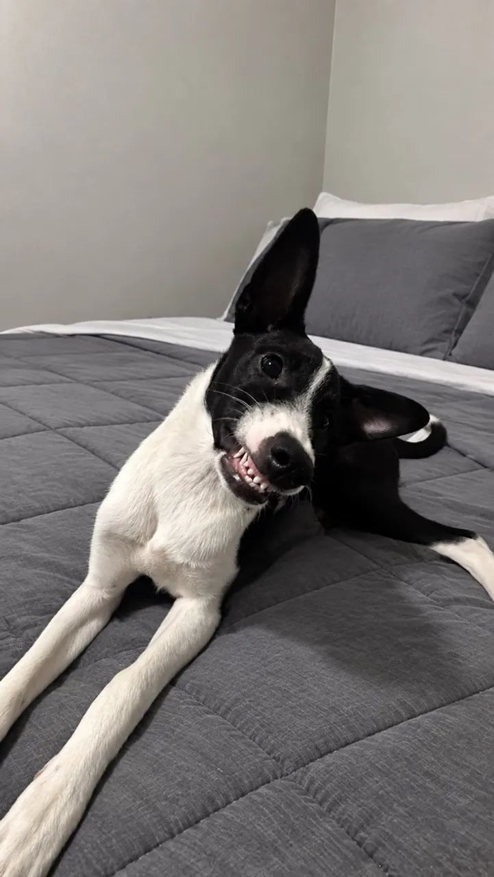 Adoção Max
