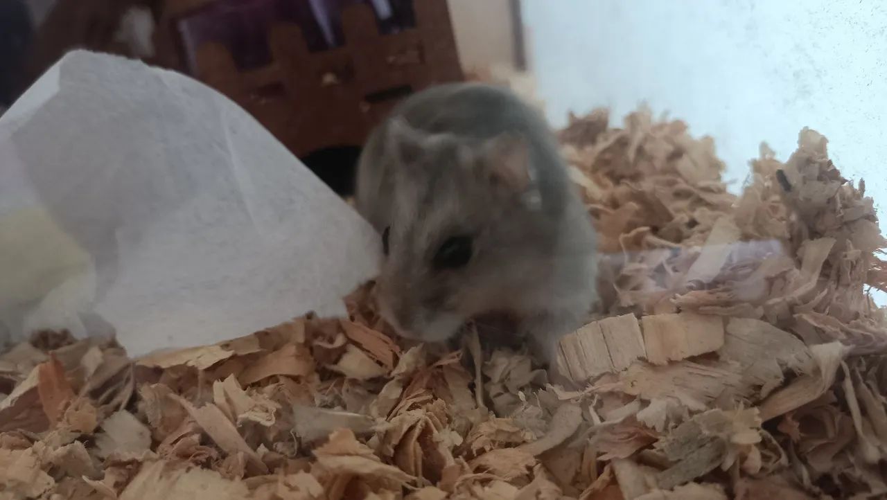 Hamster anão russo com terrario e gaiola + sementes e pedras - Foto 2