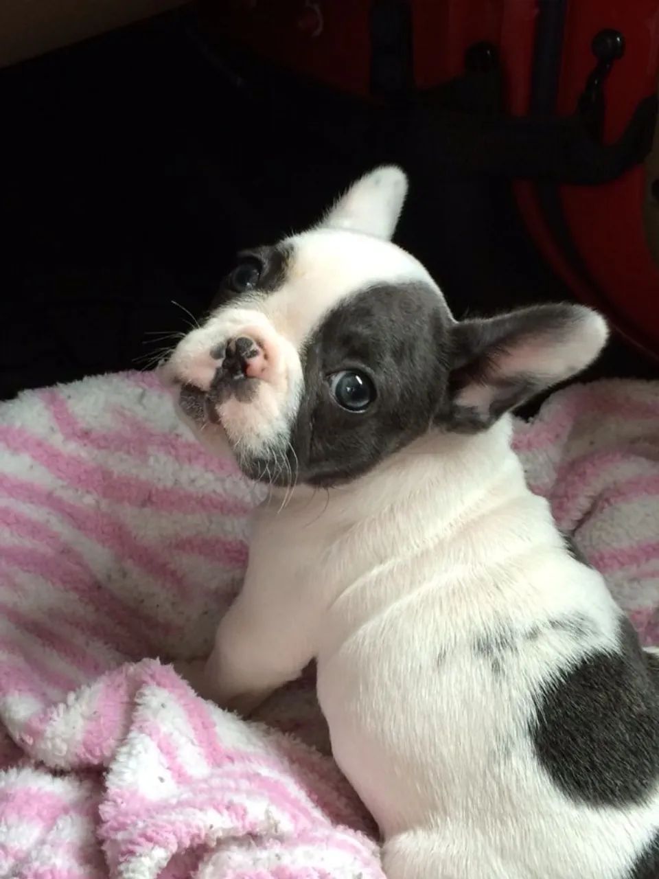 Bulldog Francês Filhote Lindo e Com Vacinas 