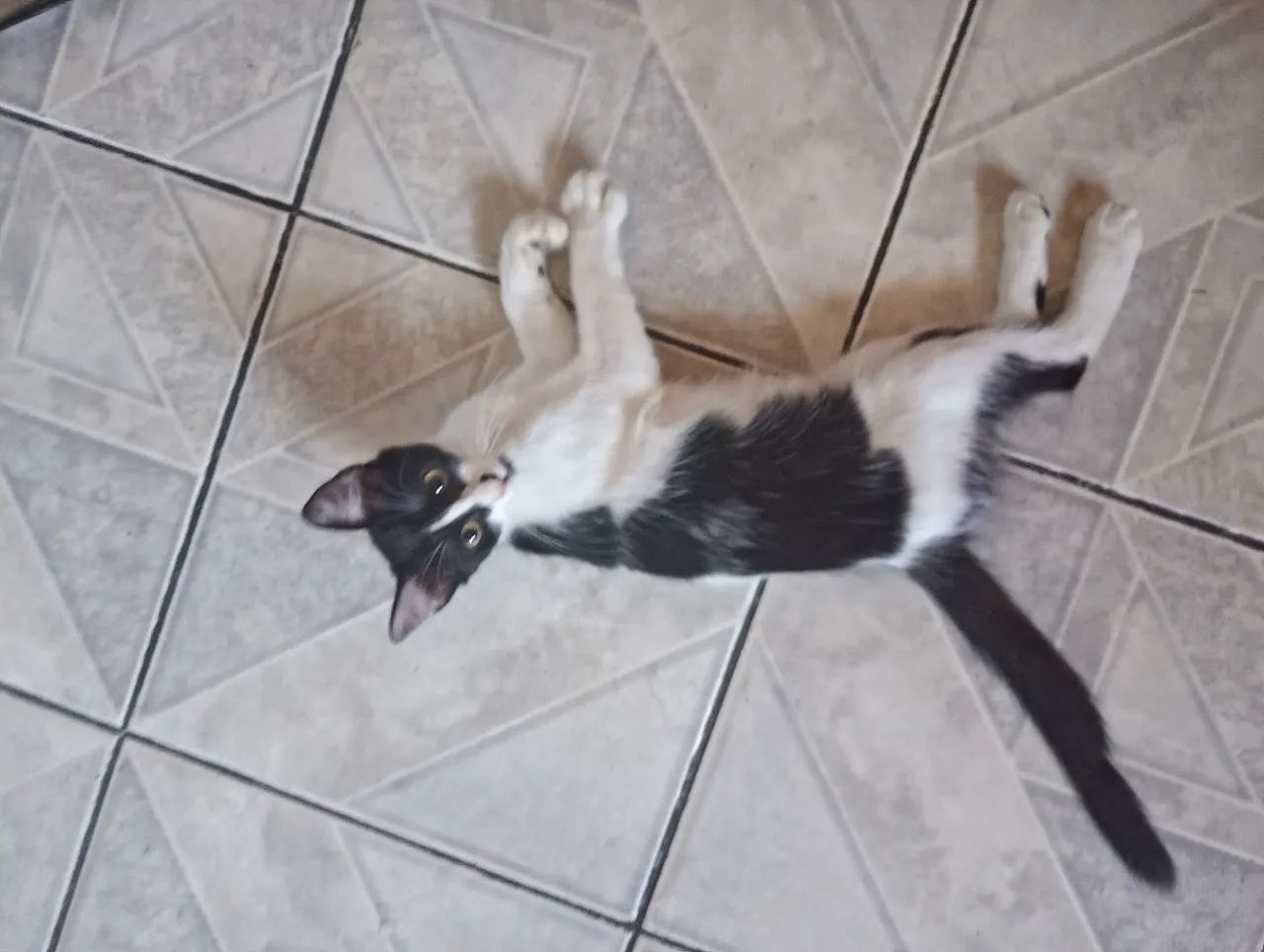 Adoção de gatinhas  - Foto 3