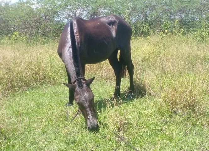 Cavalo Muito Dócil Sela/Charrete/Carroça- Campos dos Goytacazes Rj  - Foto 5