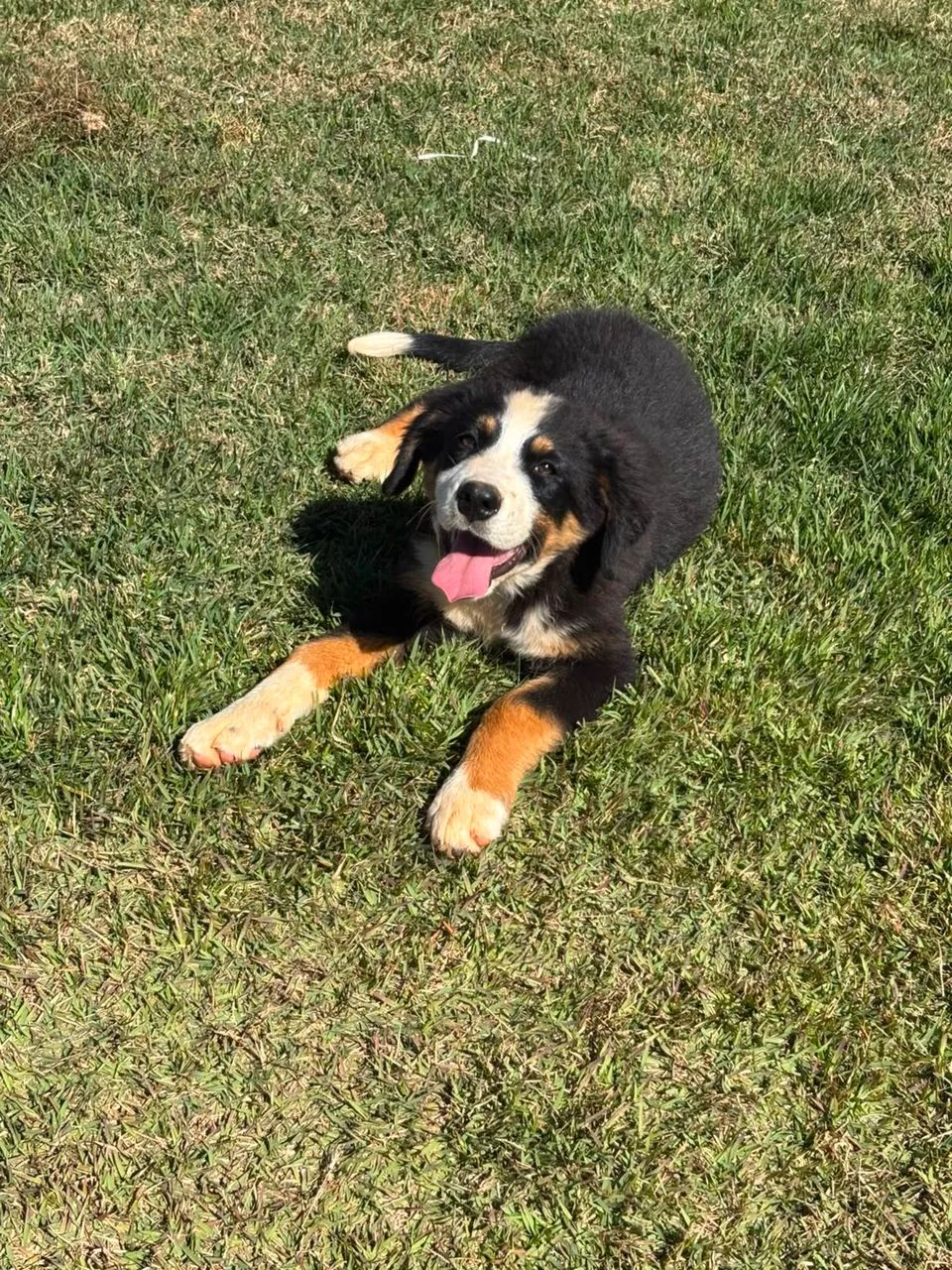 Filhotes de Bernese - Fêmeas  - Foto 3