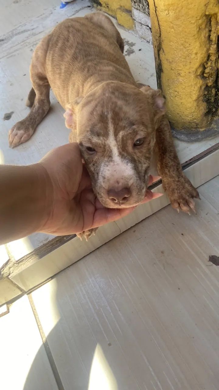 Filhote de pitbull - Foto 3