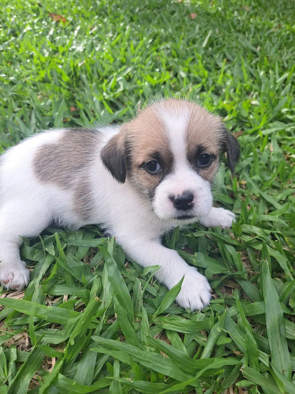 Filhotes de Shih Tzu - Foto 3