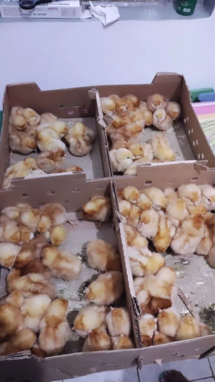 Pintainhas de postura  - Foto 2