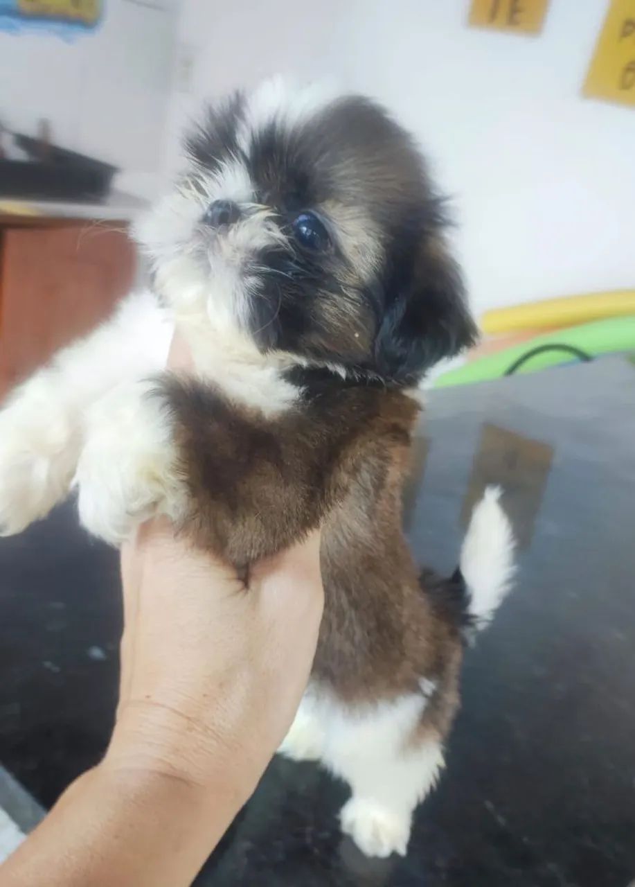 Shitzu macho micro disponível ? - Foto 5