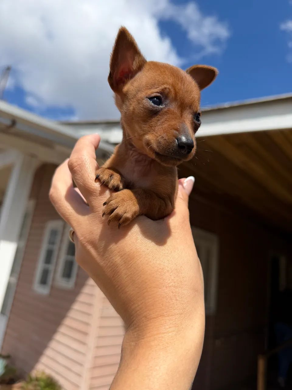Pinscher zero  - Foto 2