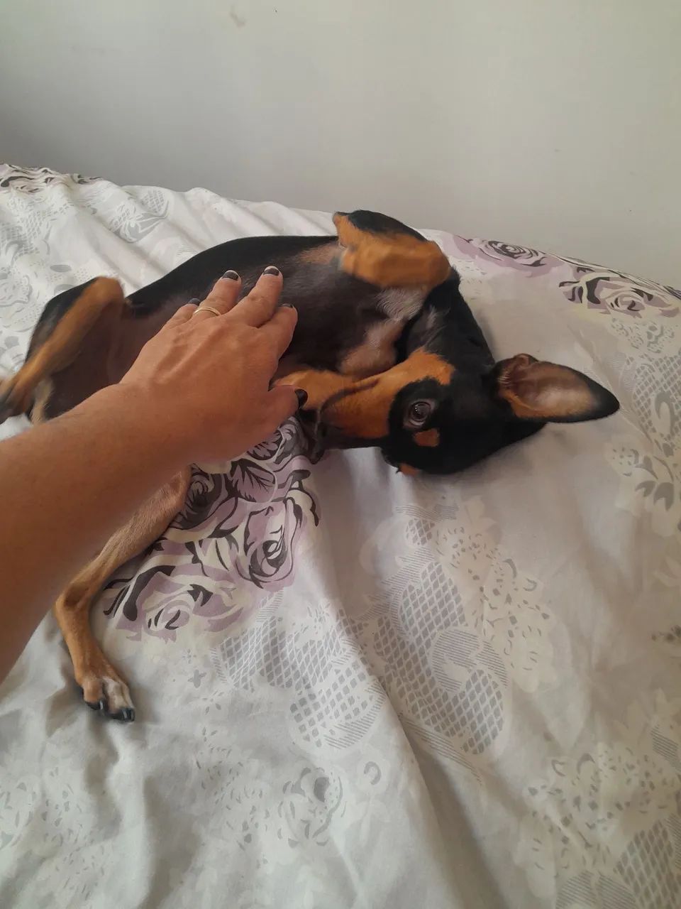 Pincher  No:01 macho - Foto 2
