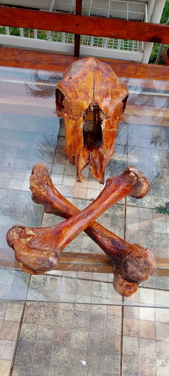 Crânio boi com ossos cruzados