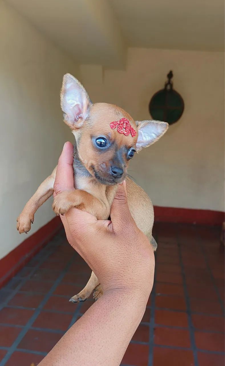 Pinsher pequeno com 64 dias com vacinas 