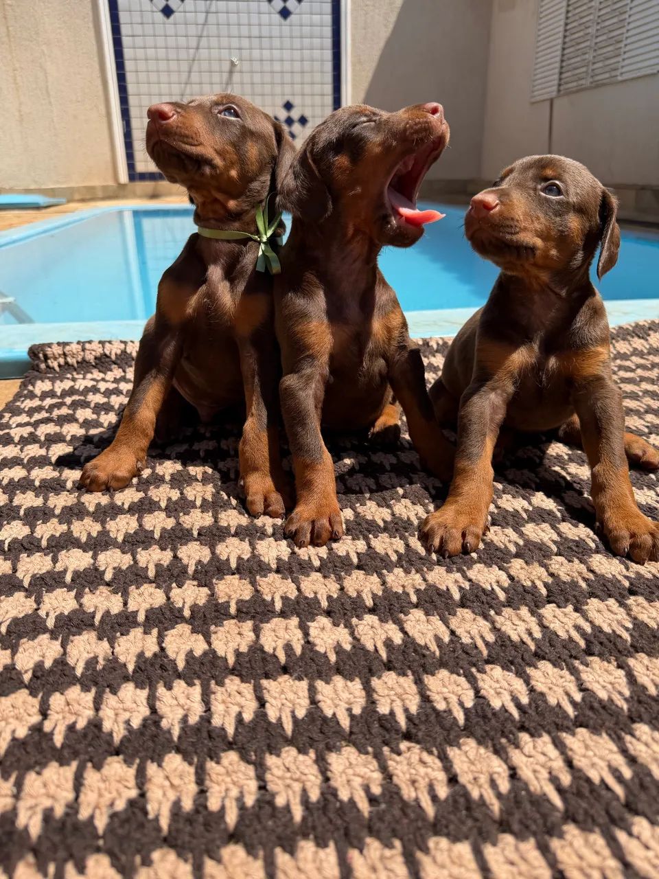 Dobermans disponíveis  - Foto 3