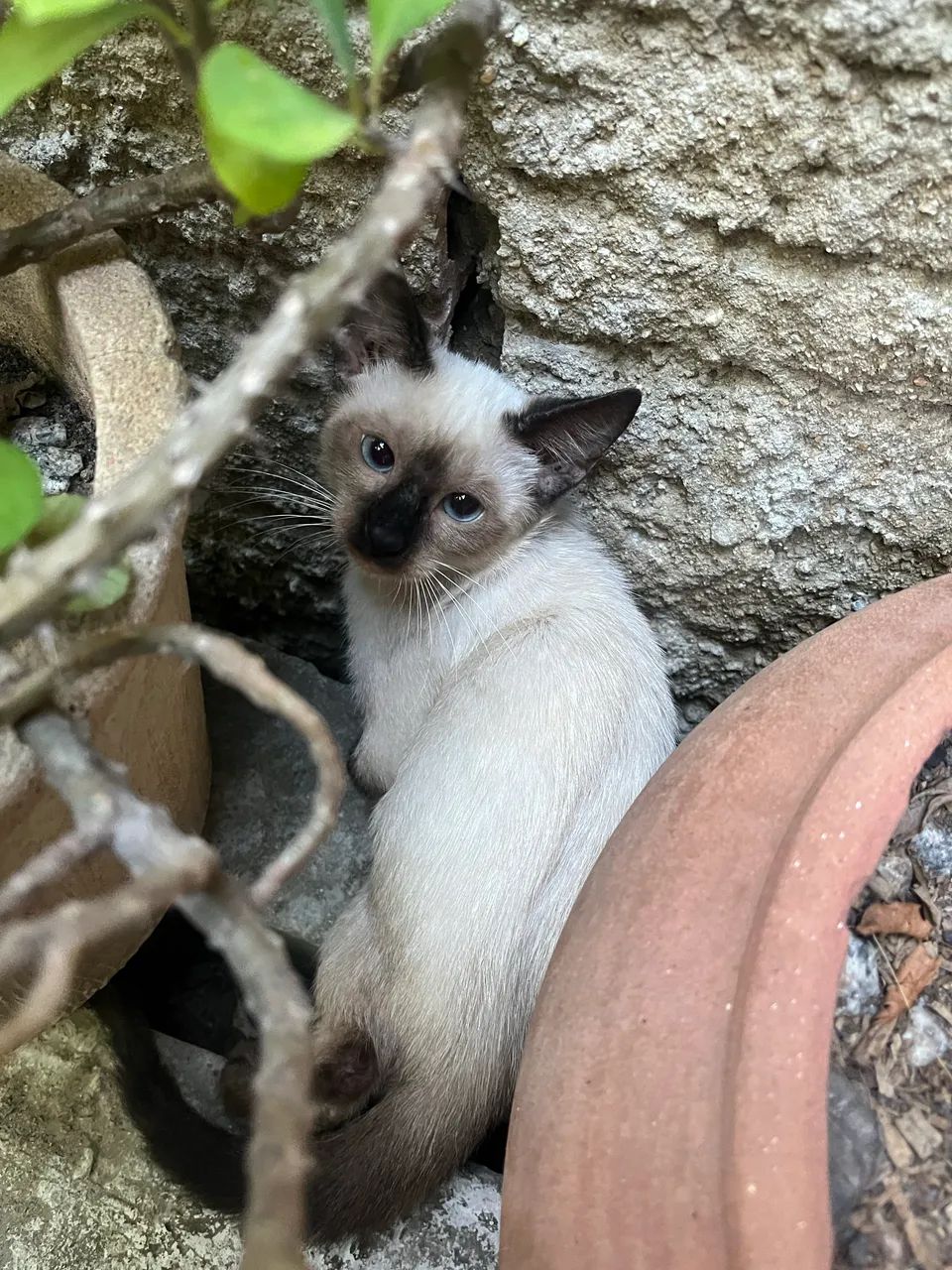 Doação de gatinha  - Foto 2