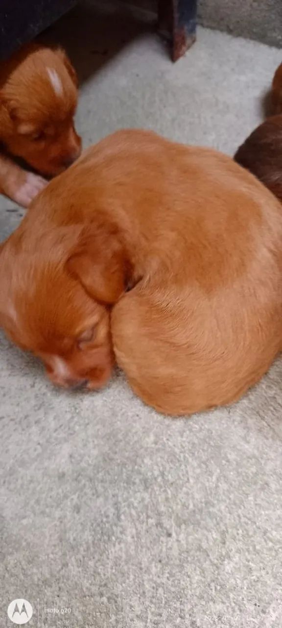 Vende - se  Filhotes de Poodle  - Foto 3