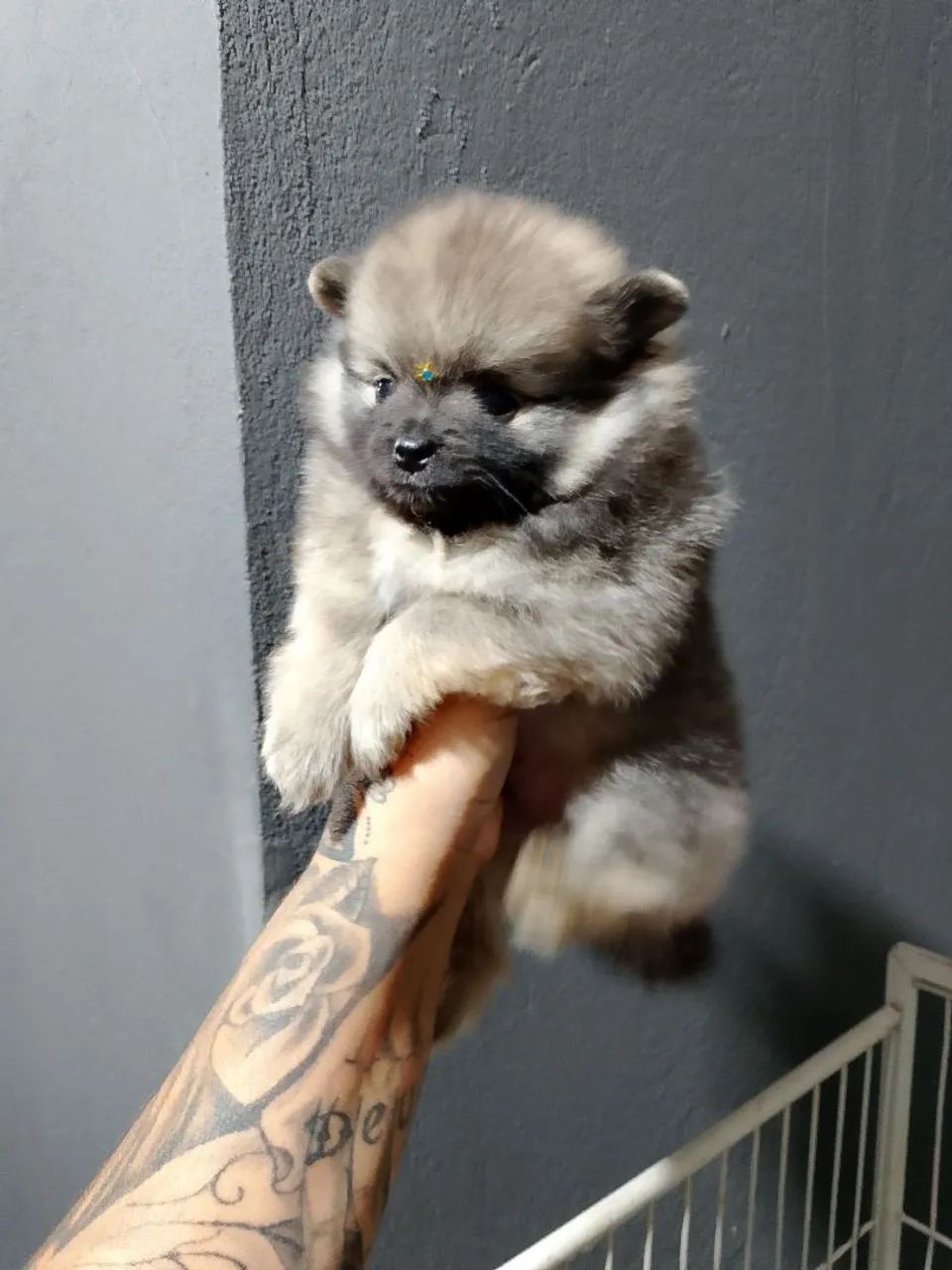 Spitz alemão macho filhote  - Foto 2