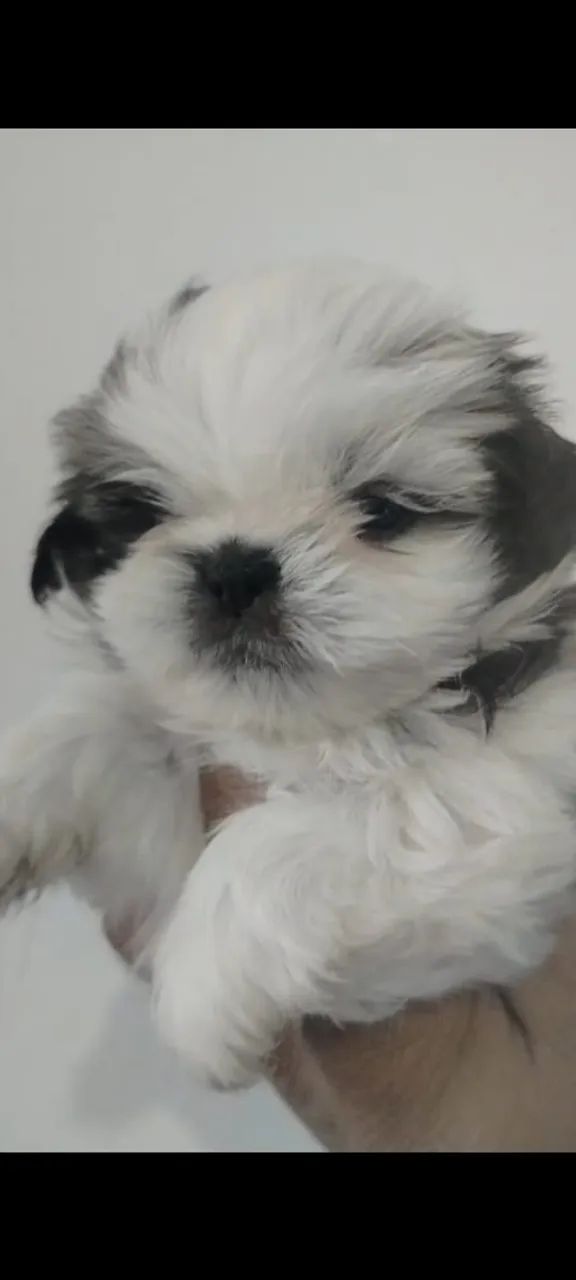 Stzo mini  - Foto 2