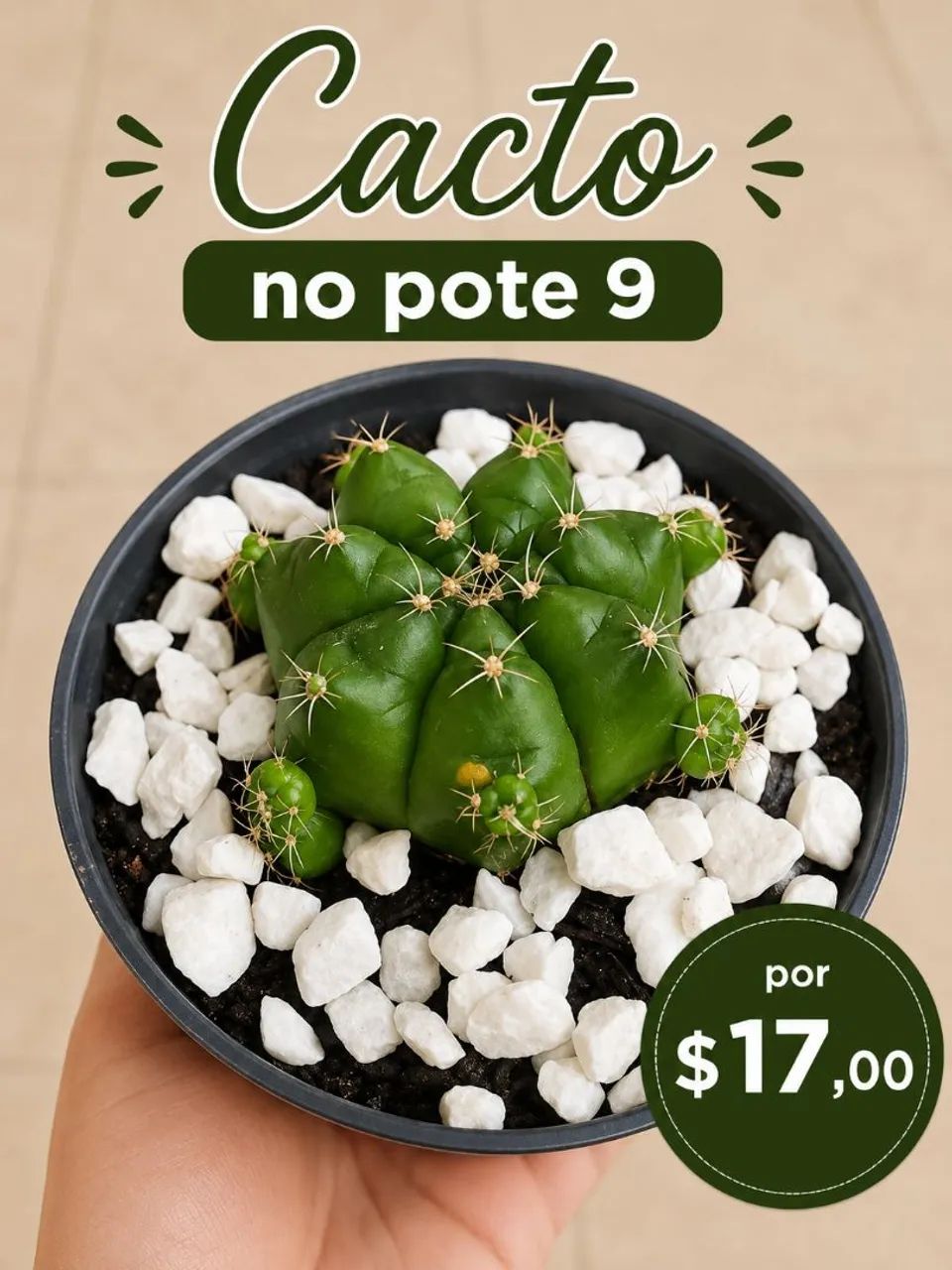Cactos  - Foto 3
