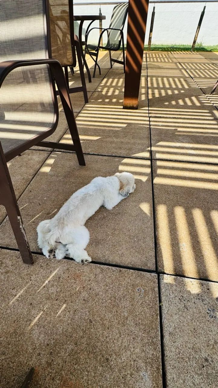 Cachorro - Foto 2