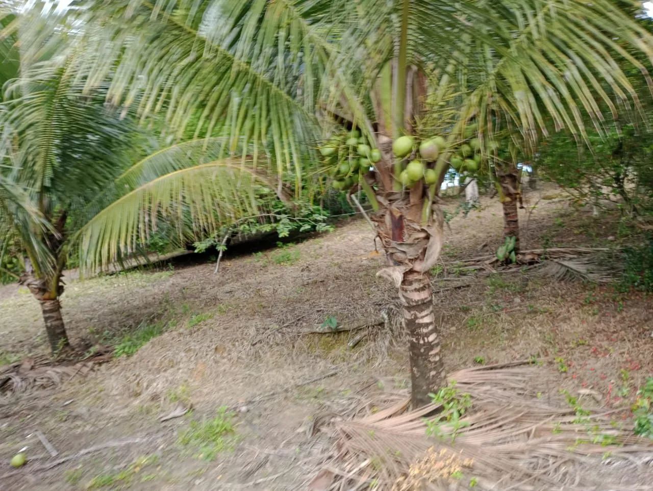 Chácara em Muribaca dos Guararapes,Sítio Sapé  - Foto 2