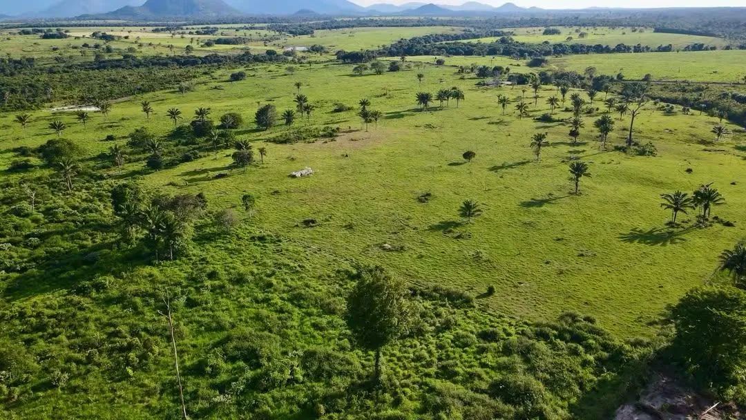 FAZENDA À VENDA | APIAÚ - RR | 224 HECTARES - Foto 2