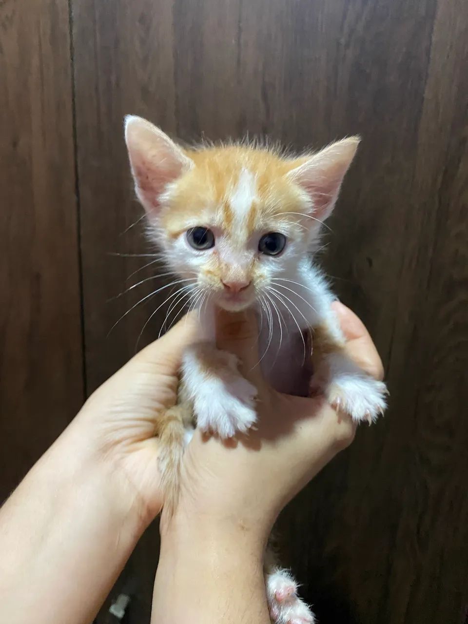 Gatinhos 