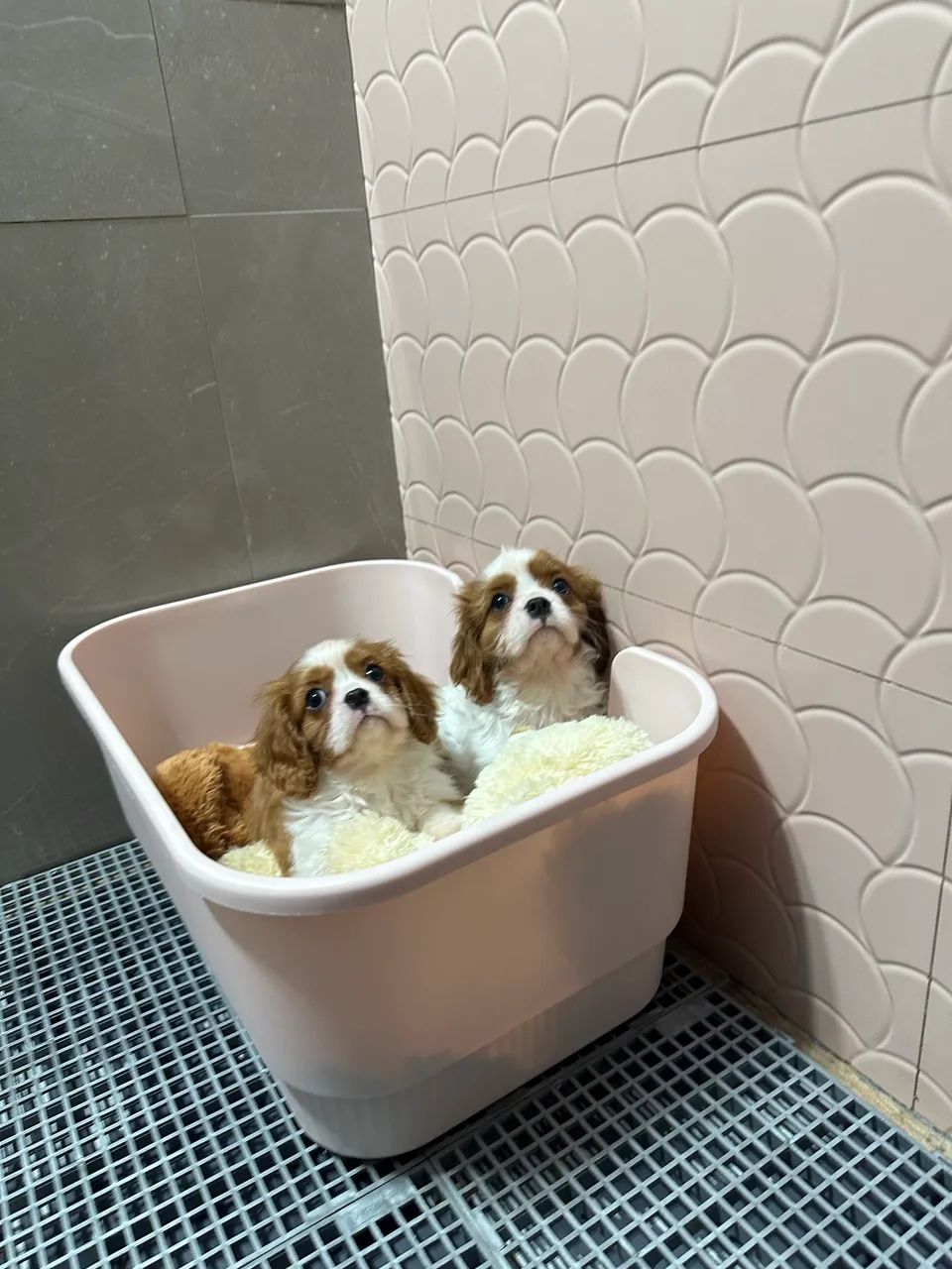 Cavalier King Charles Spaniel - Foto 2