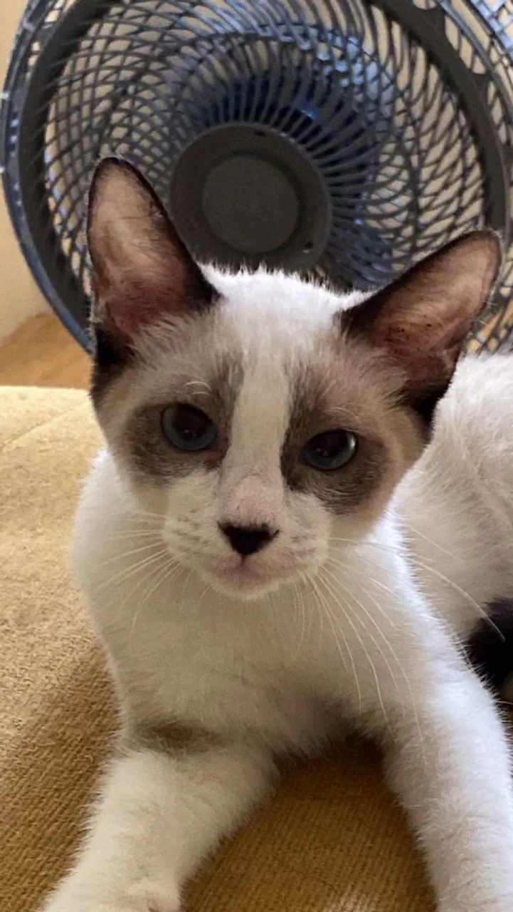 Filhote para adoção  - Foto 3