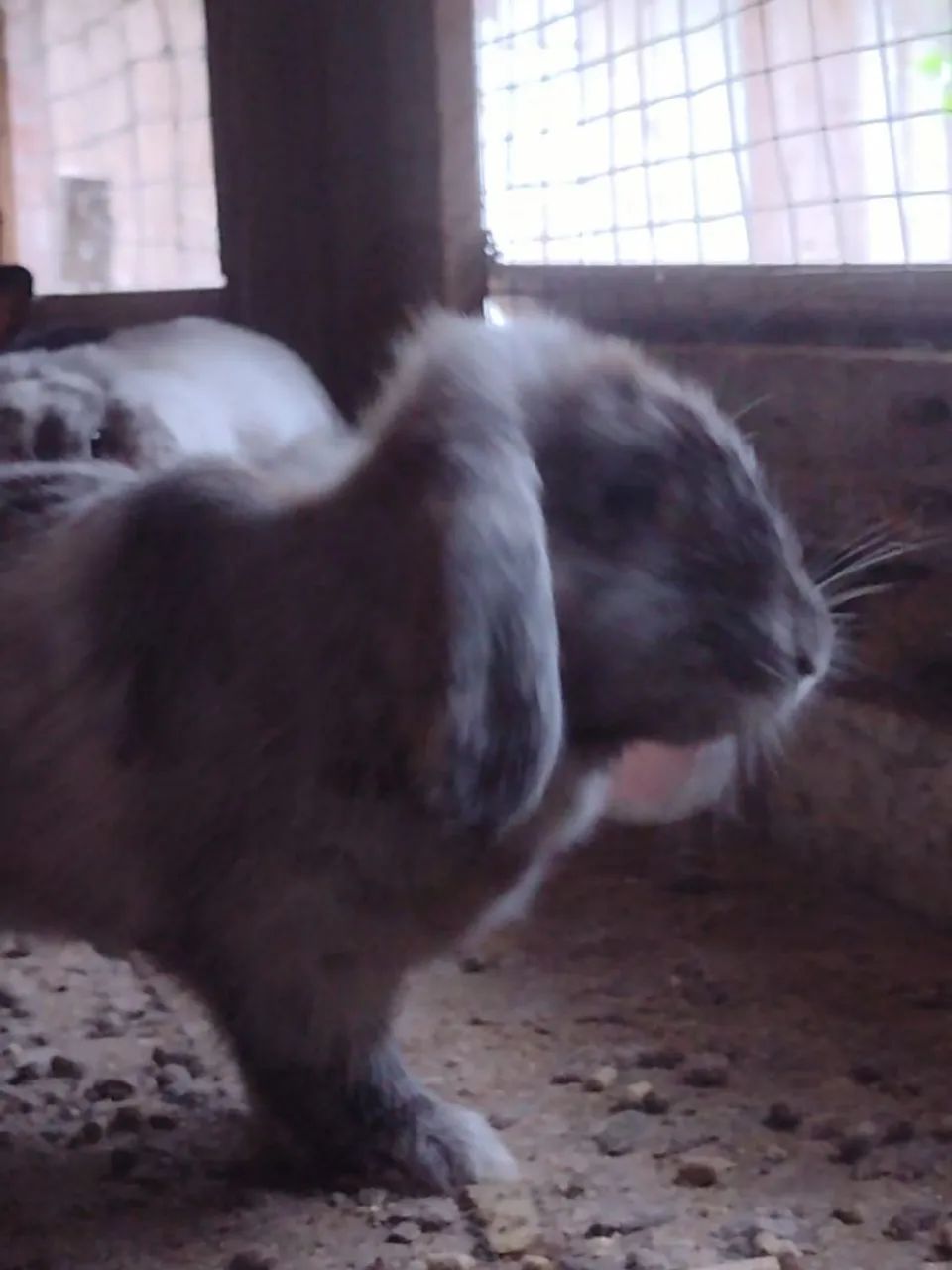 Coelhos Belier