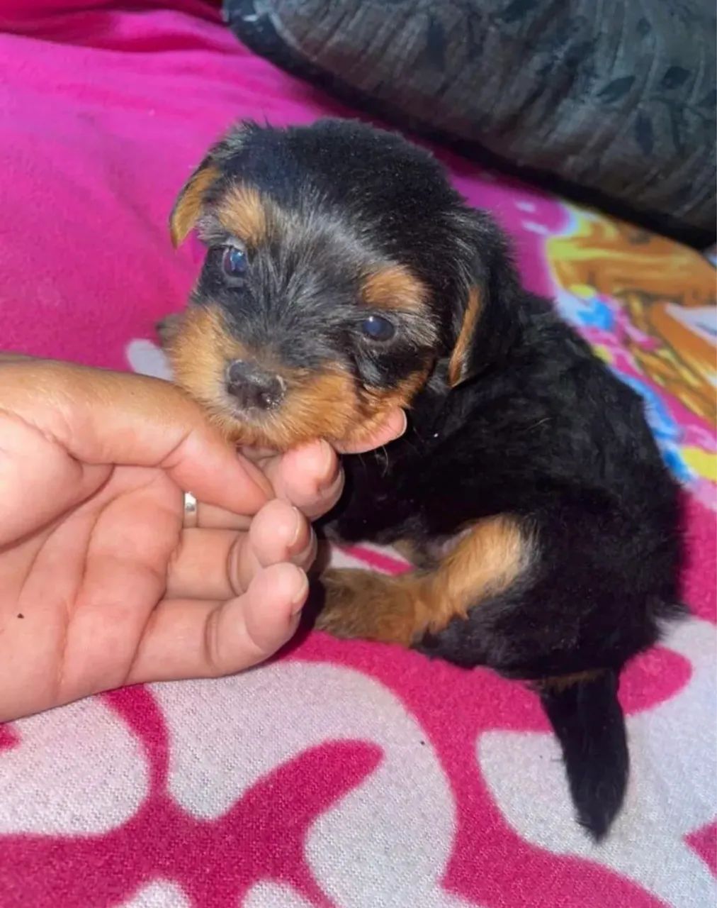 Yorkshire Macho 800,00  - Foto 2