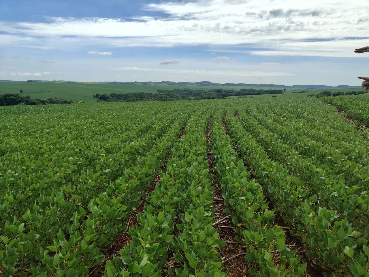 Sítio 50.82 hectares  de planta 
