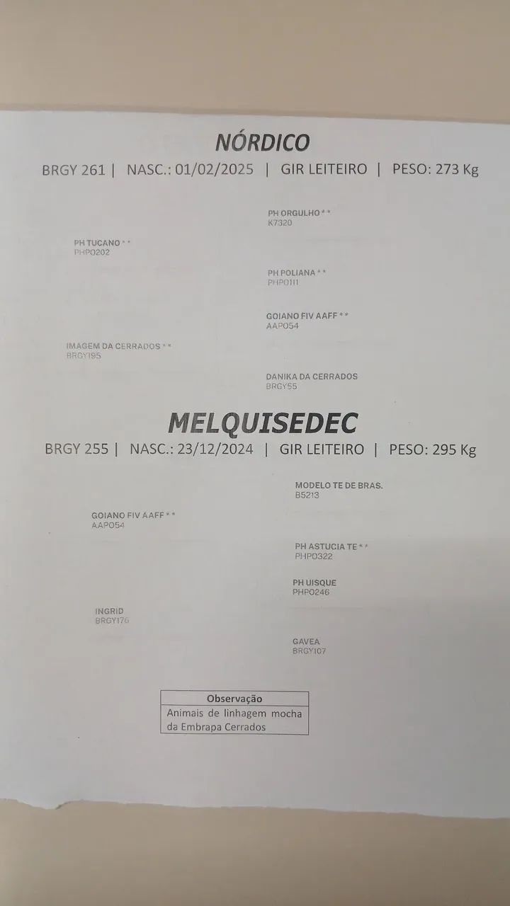 Bezerro - Foto 2