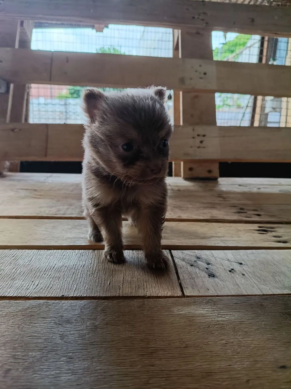 Pets - Foto 2