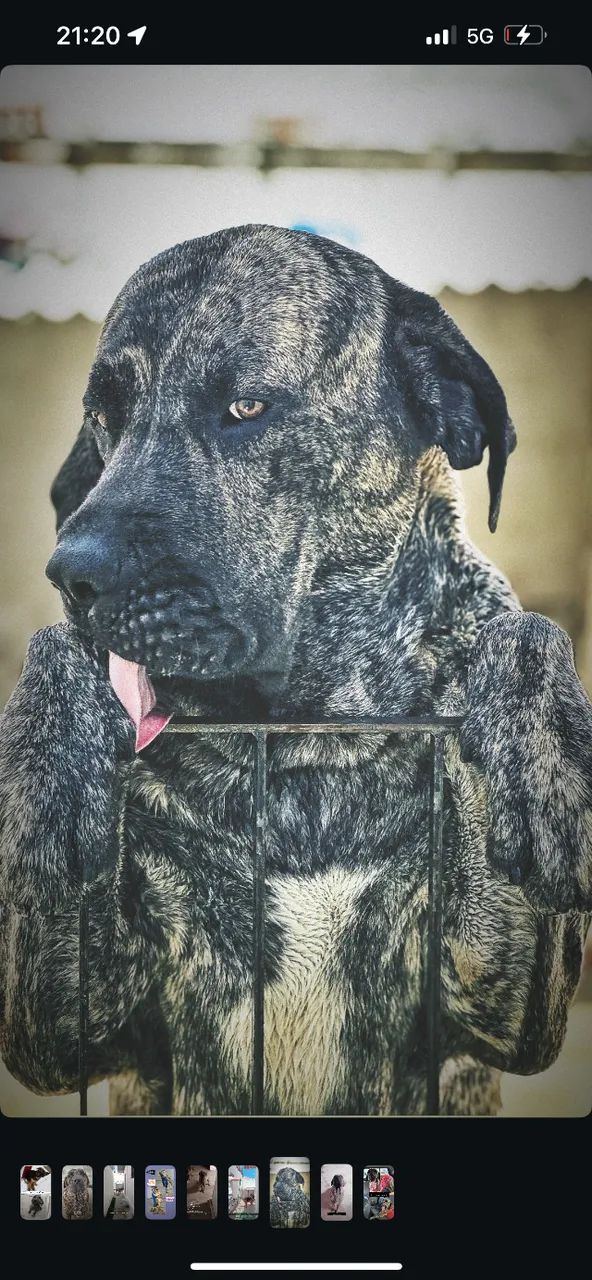 Cruzamento com fila brasileiro  - Foto 3