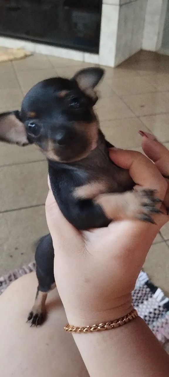 Venda de pinscher  - Foto 5