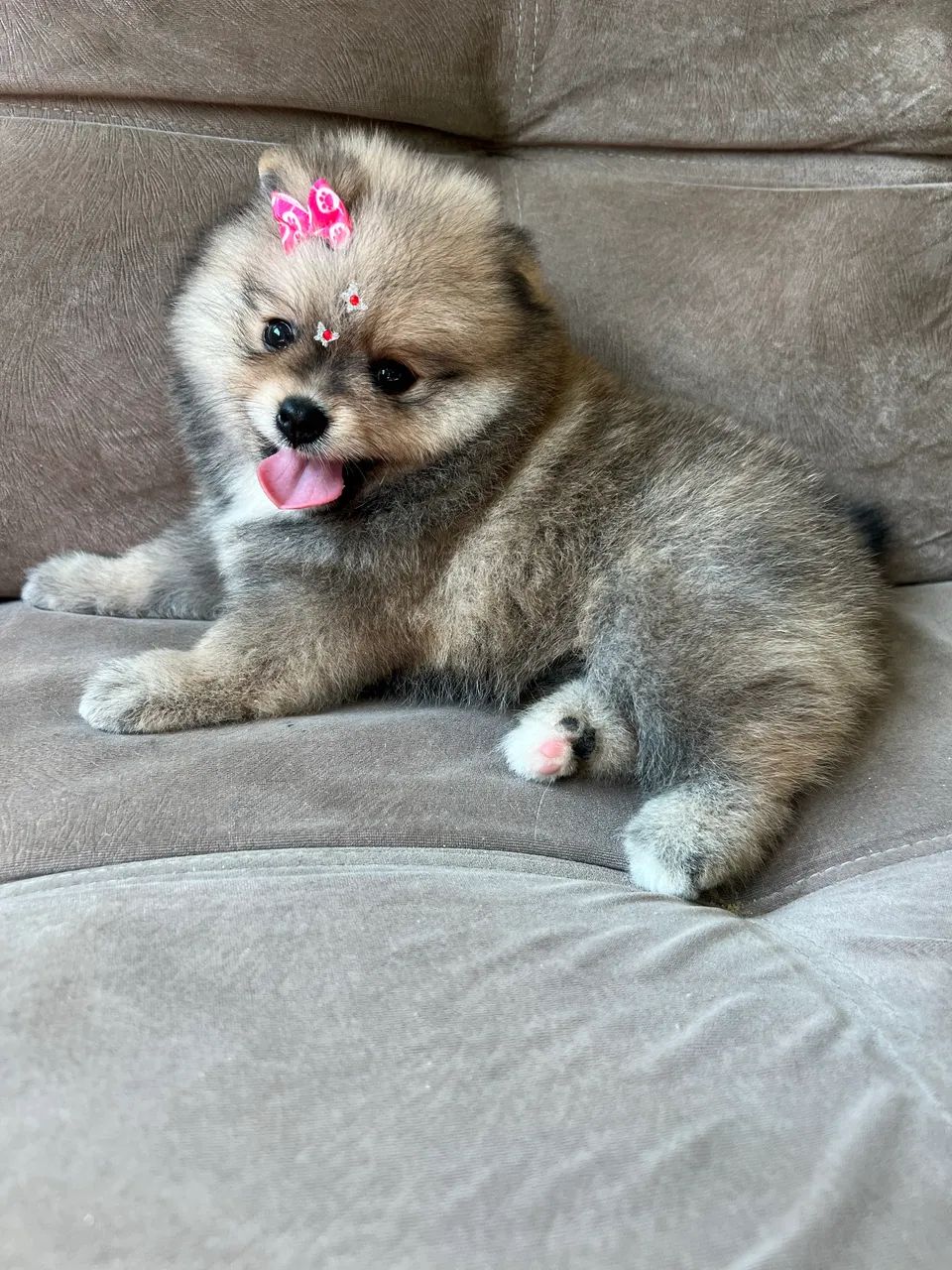 Spitz alemão fêmea  - Foto 2